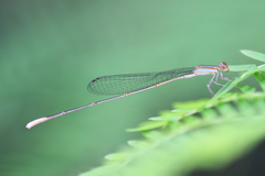 Aciagrion pallidum