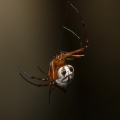 Leucauge medjensis