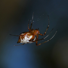 Leucauge medjensis