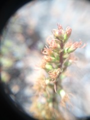 Holothrix schlechteriana