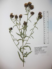 Centaurea nigra nigra