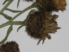 Centaurea nigra nigra