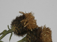Centaurea nigra nigra