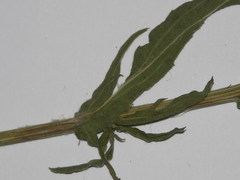 Centaurea nigra nigra