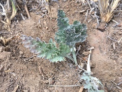 Vesper purpurascens