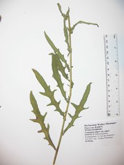 Centaurea nigra nigra