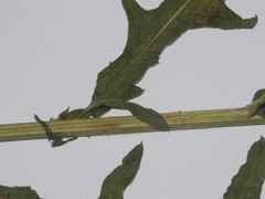 Centaurea nigra nigra