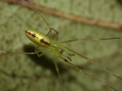 Tetragnatha subsquamata
