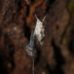 Uloborus plumipes