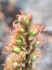 Holothrix schlechteriana