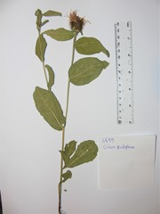 Centaurea phrygia pseudophrygia