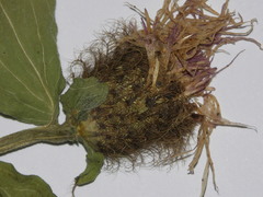 Centaurea phrygia pseudophrygia