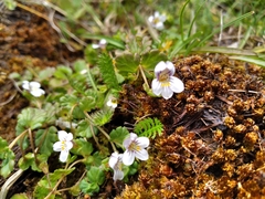 Euphrasia cheesemanii
