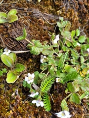 Euphrasia cheesemanii