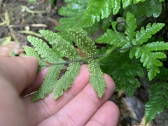 Tectaria fuscipes