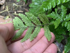 Tectaria fuscipes