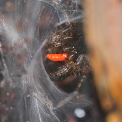 Thelechoris striatipes