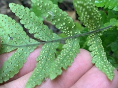 Tectaria fuscipes
