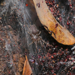 Thelechoris striatipes