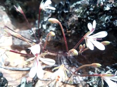 Pelargonium torulosum