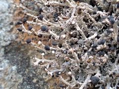 Stereocaulon colensoi