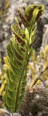 Polypodium pellucidum vulcanicum