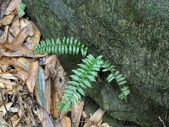 Bolbitis rhizophylla