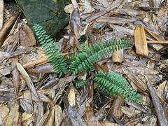 Bolbitis rhizophylla