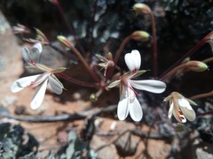 Pelargonium torulosum