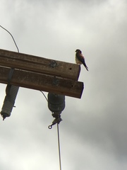 Falco sparverius sparverius