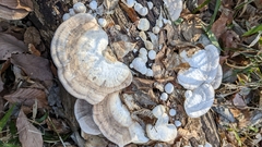 Trametes orientalis