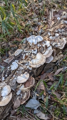 Trametes orientalis