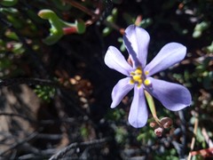 Moraea crispa