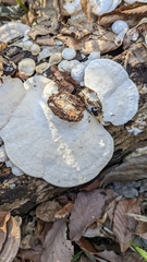 Trametes orientalis