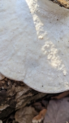 Trametes orientalis
