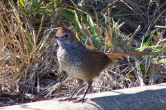 Dasyornis broadbenti