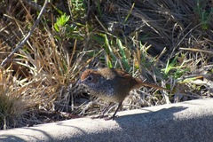 Dasyornis broadbenti