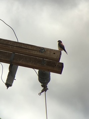 Falco sparverius sparverius