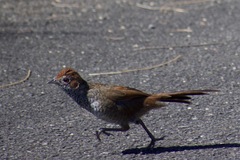 Dasyornis broadbenti