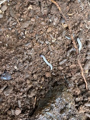 Spirobolellus immigrans
