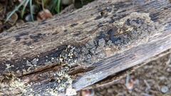 Resupinatus applicatus