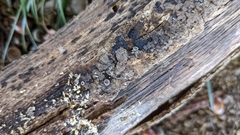 Resupinatus applicatus