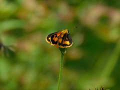 Taractrocera nigrolimbata