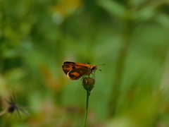 Taractrocera nigrolimbata