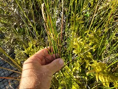 Machaerina rubiginosa