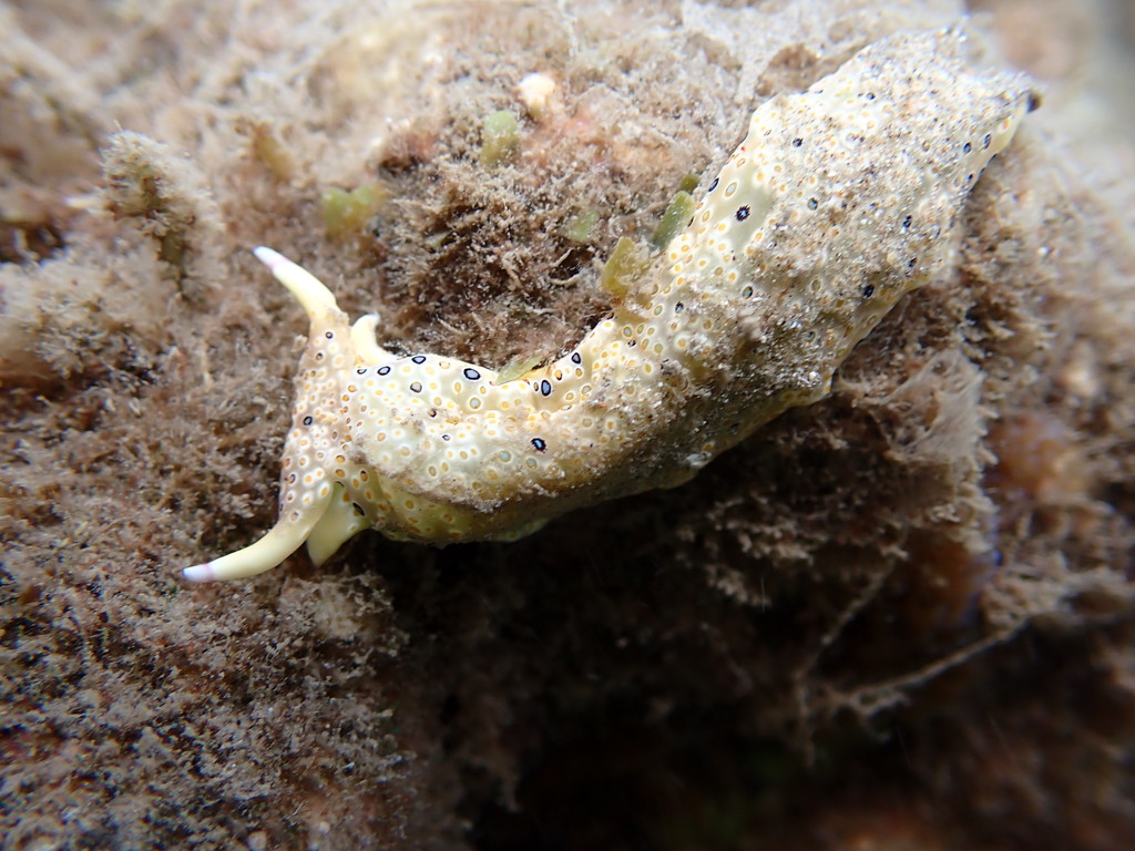 Ringed Sap-sucking Slug