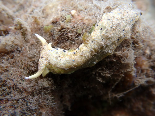 Ringed Sap-sucking Slug
