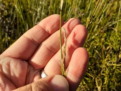 Machaerina rubiginosa