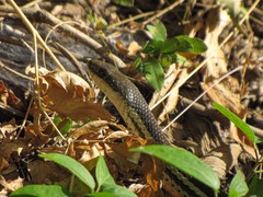 Thamnosophis lateralis