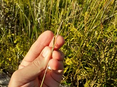 Machaerina rubiginosa
